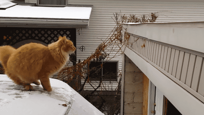 chat-saut-neige